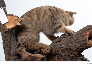 Wildcat Felis silvestris whole body 0006.jpg